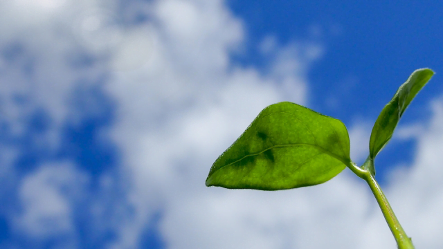 留学後のアフターケアについて