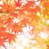 秋,fall,autumn